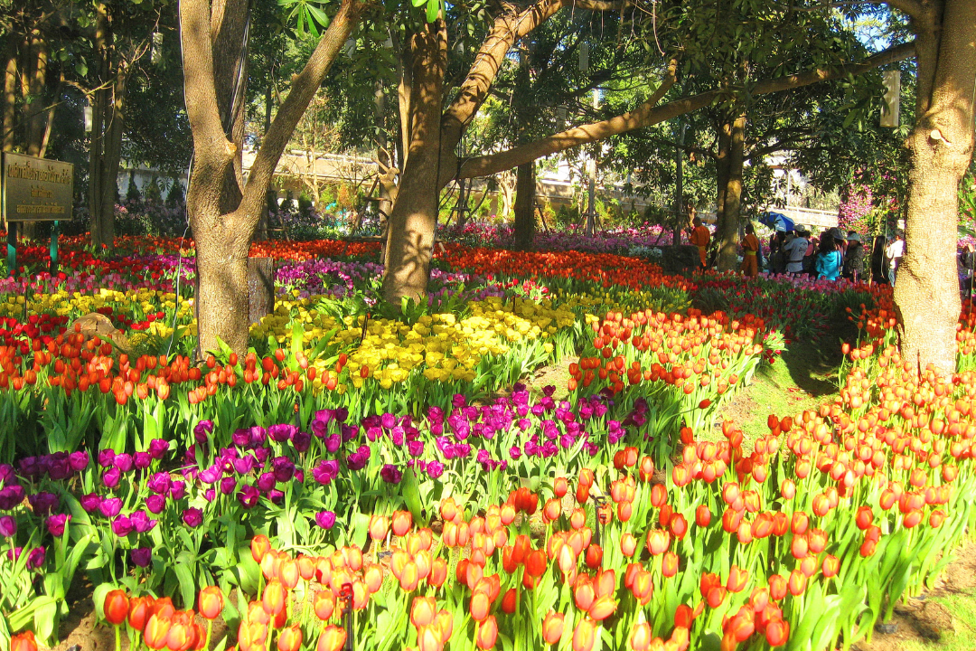Flower Festival