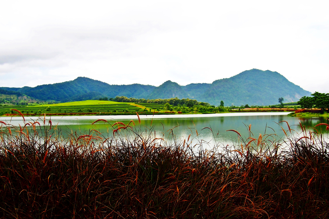 Singha Park