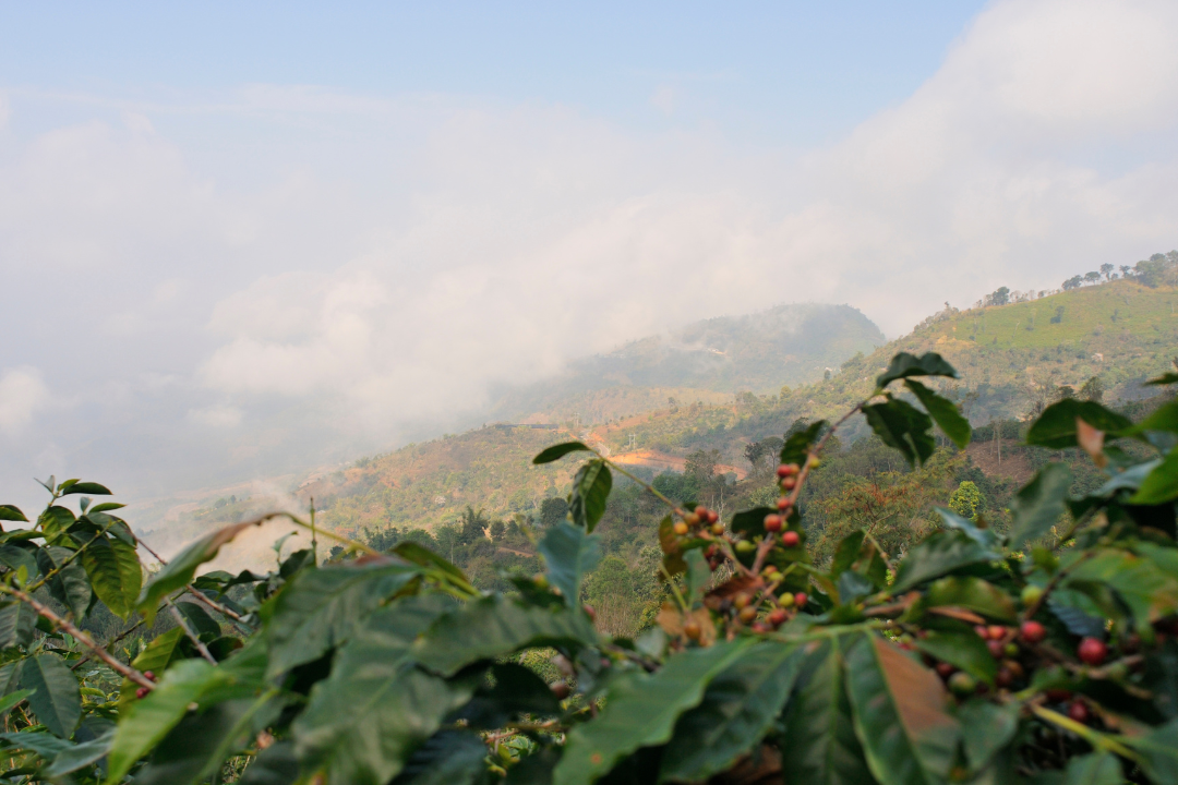 Doi Tung