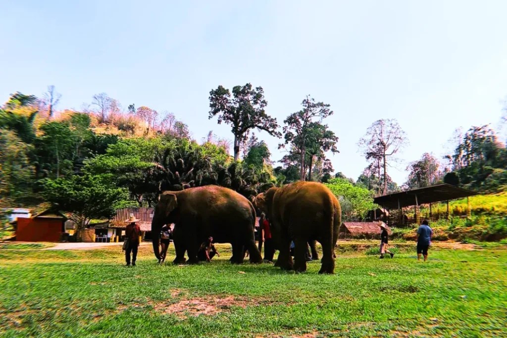 Top 10 Must-Visit Temples for Your Captivating Chiang Mai Trip 19 An elephant sanctuary near Chiang Mai