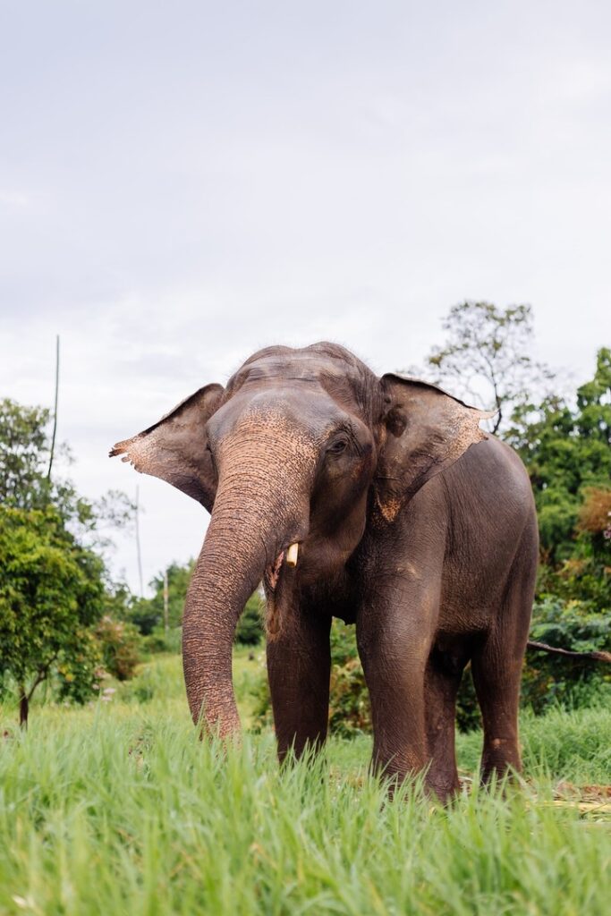 portret krasivogo taiskogo aziatskogo slona stoit na zelenom pole slon s obrezannymi bivnami 1 1 1