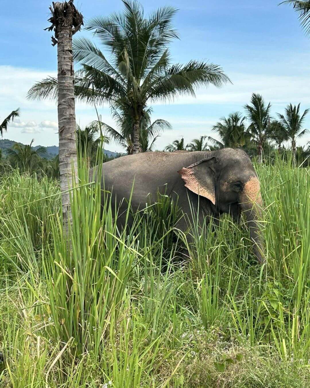 Walking in the jungle with elephants in Bangkok Elephant Sanctuary. Est. 2007