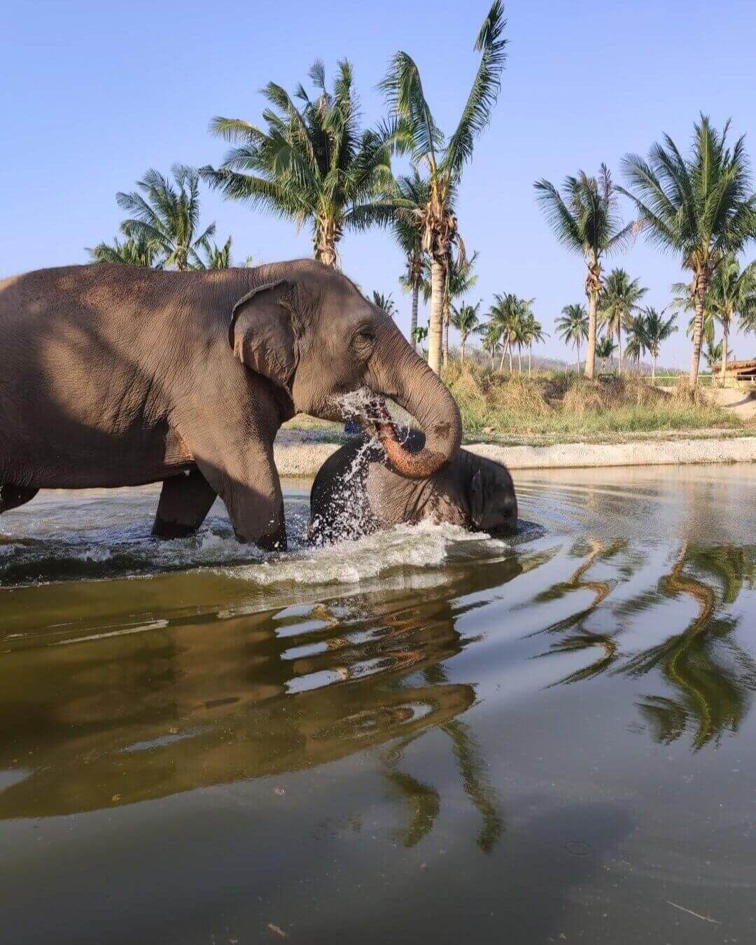 Playing with the elephants in water in Bangkok Sanctuary Est. 2007