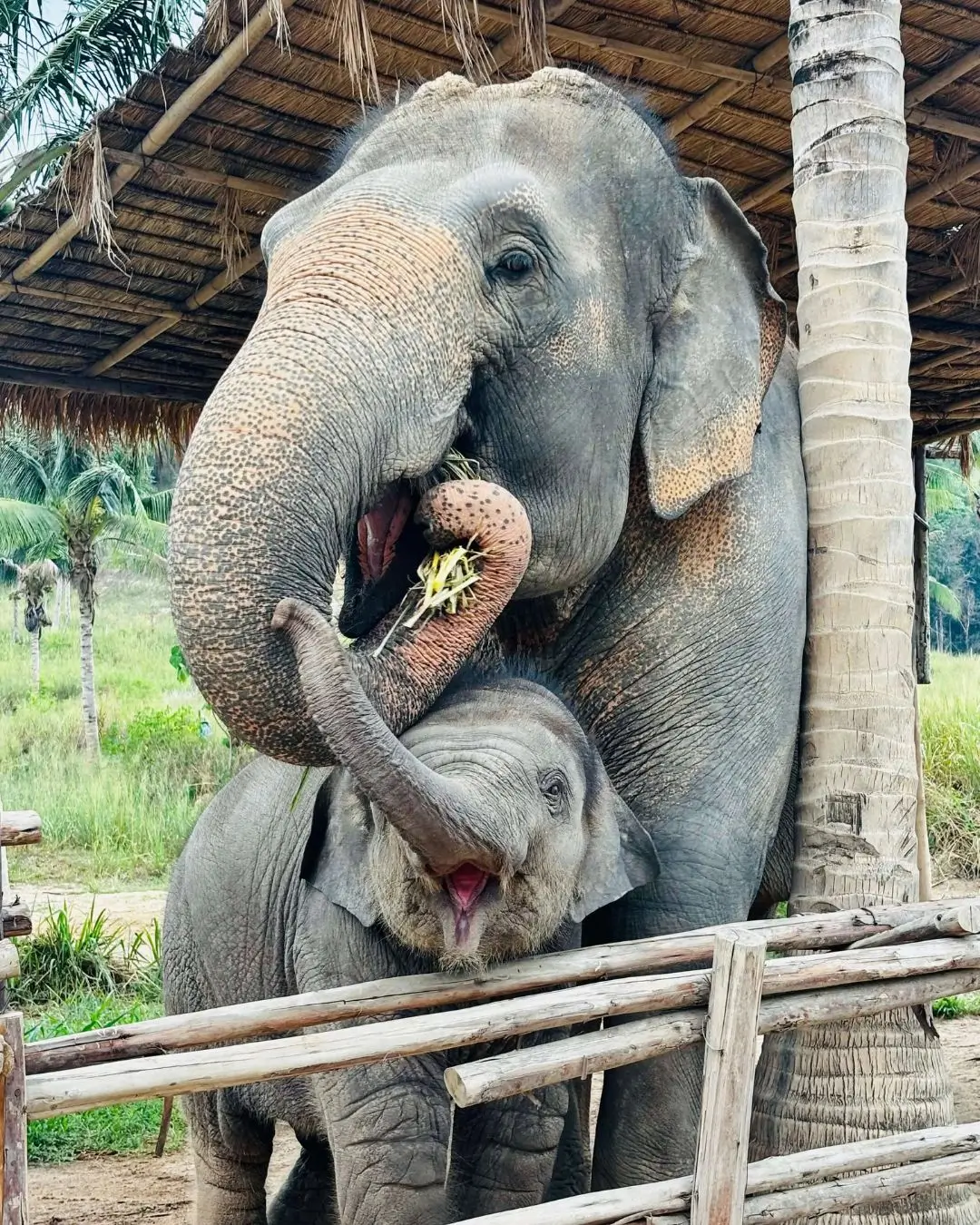 Mother and baby elephant in Bangkok Sanctuary by Elephant Sanctuary EST 2007