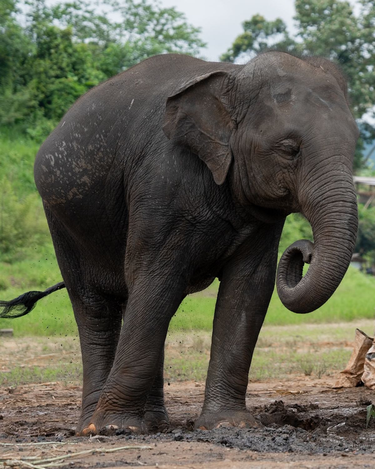 Thong San – Elephant Guardians 3 Boon Yang, an older elephant at Elephant Sanctuary Est. 2007 in Chiang Mai