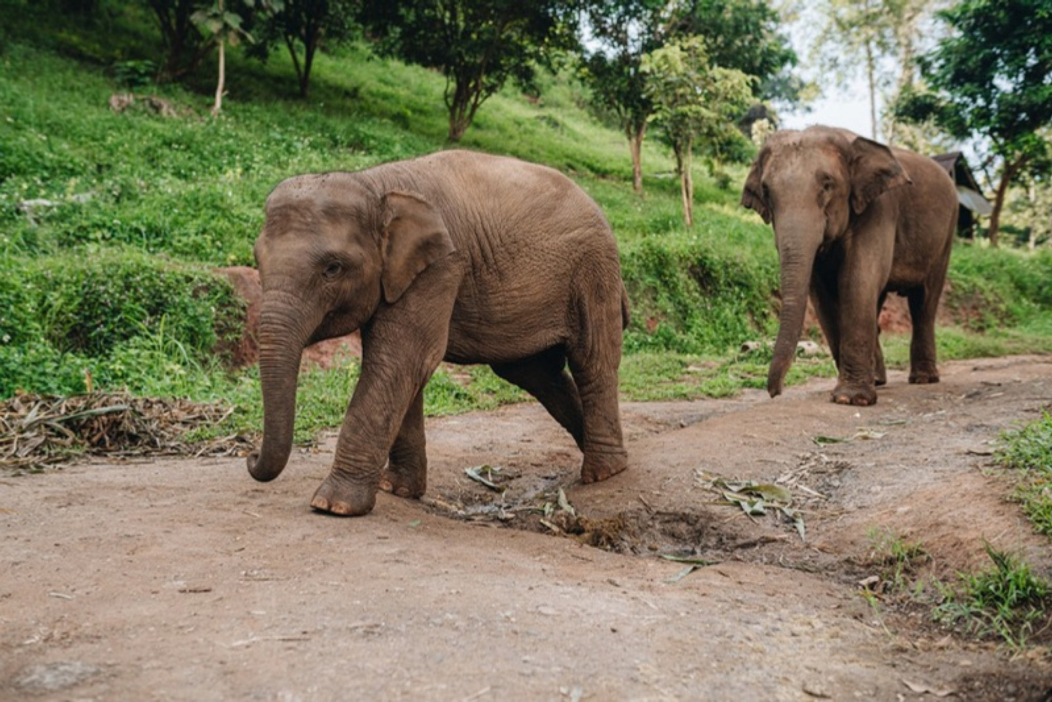 Instead of elephant riding in Thailand: two elephants walk along a dirt trail below a green hillside in Chiang Mai