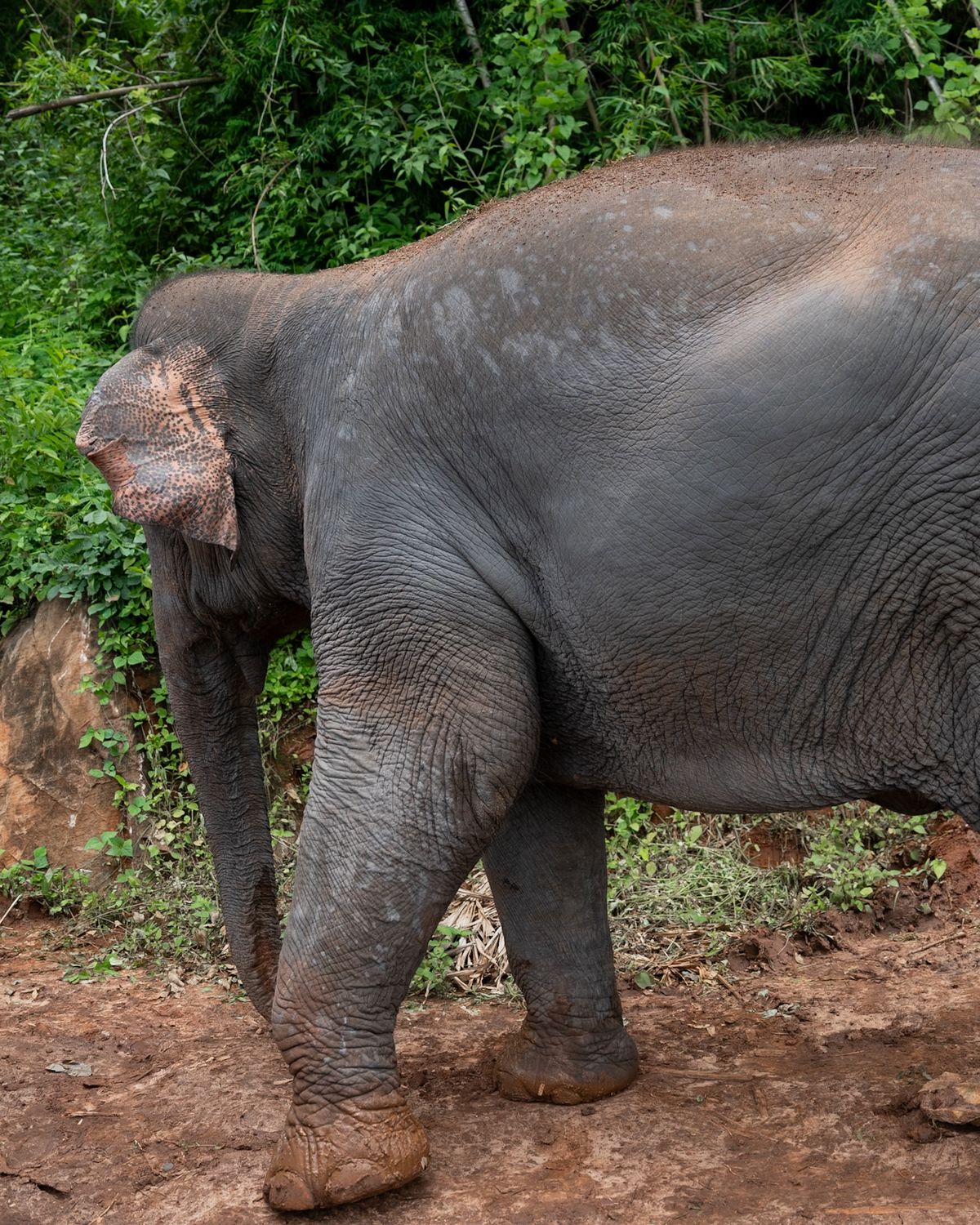 Thong San – Elephant Guardians 4 Ludee, an adult elephant at Elephant Sanctuary Est. 2007 in Chiang Mai