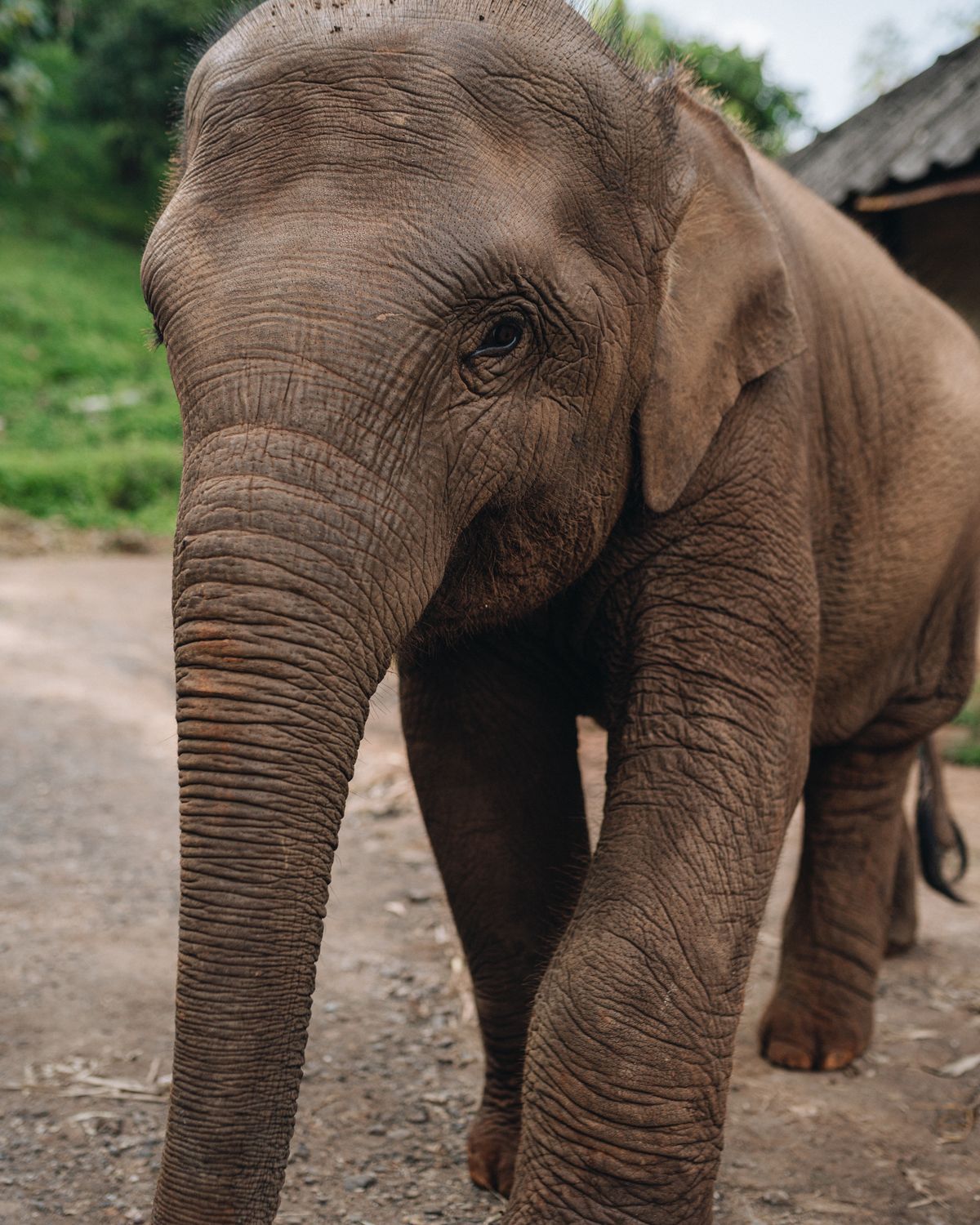Thong San – Elephant Guardians 2 Mali, a young elephant at Elephant Sanctuary Est. 2007 in Chiang Mai