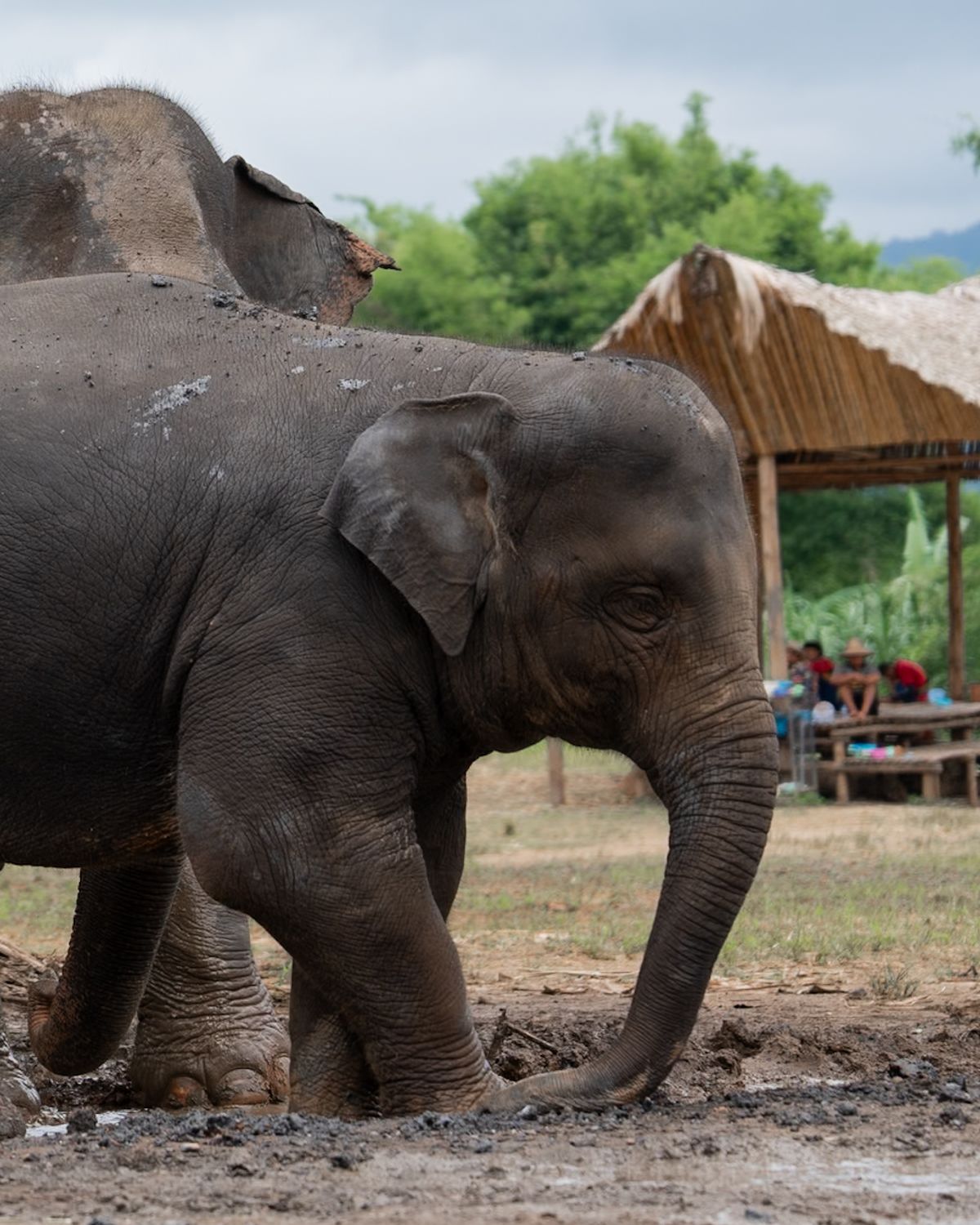Thong San – Elephant Guardians 6 MeeDee, a young elephant at Elephant Sanctuary Est. 2007 in Chiang Mai