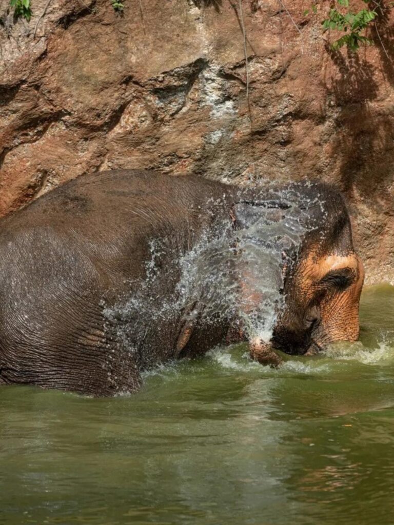 Elephant cooling off in the water at our Phuket sanctuary — Elephant Sanctuary | Est. 2007