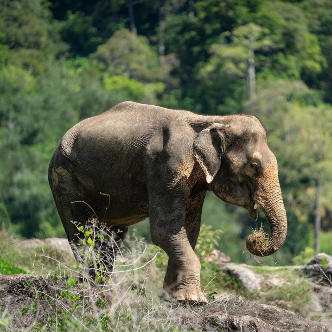 Elephant grazing on the rocks at our Phuket sanctuary — Elephant Sanctuary | Est. 2007