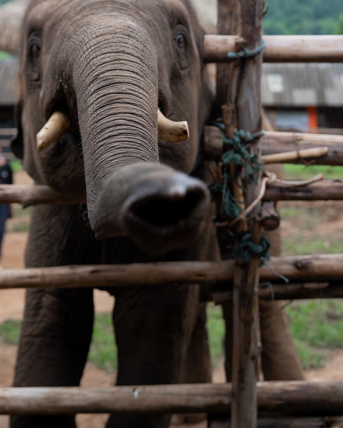 Thong San – Elephant Guardians 5 Sandee, a young male elephant at Elephant Sanctuary Est. 2007 in Chiang Mai