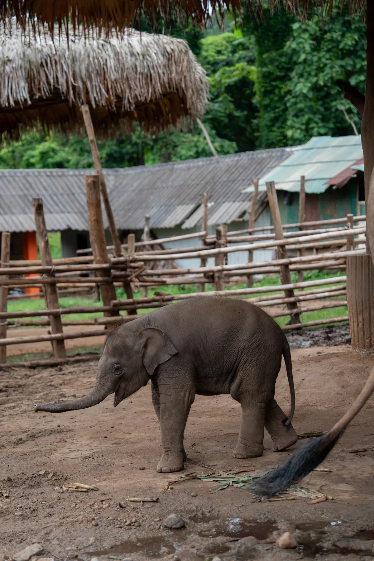 Ethical Elephant Sanctuary Thailand | No Riding | Est. 2007 4 Baby elephant Thong San in Chiang Mai, July 2026