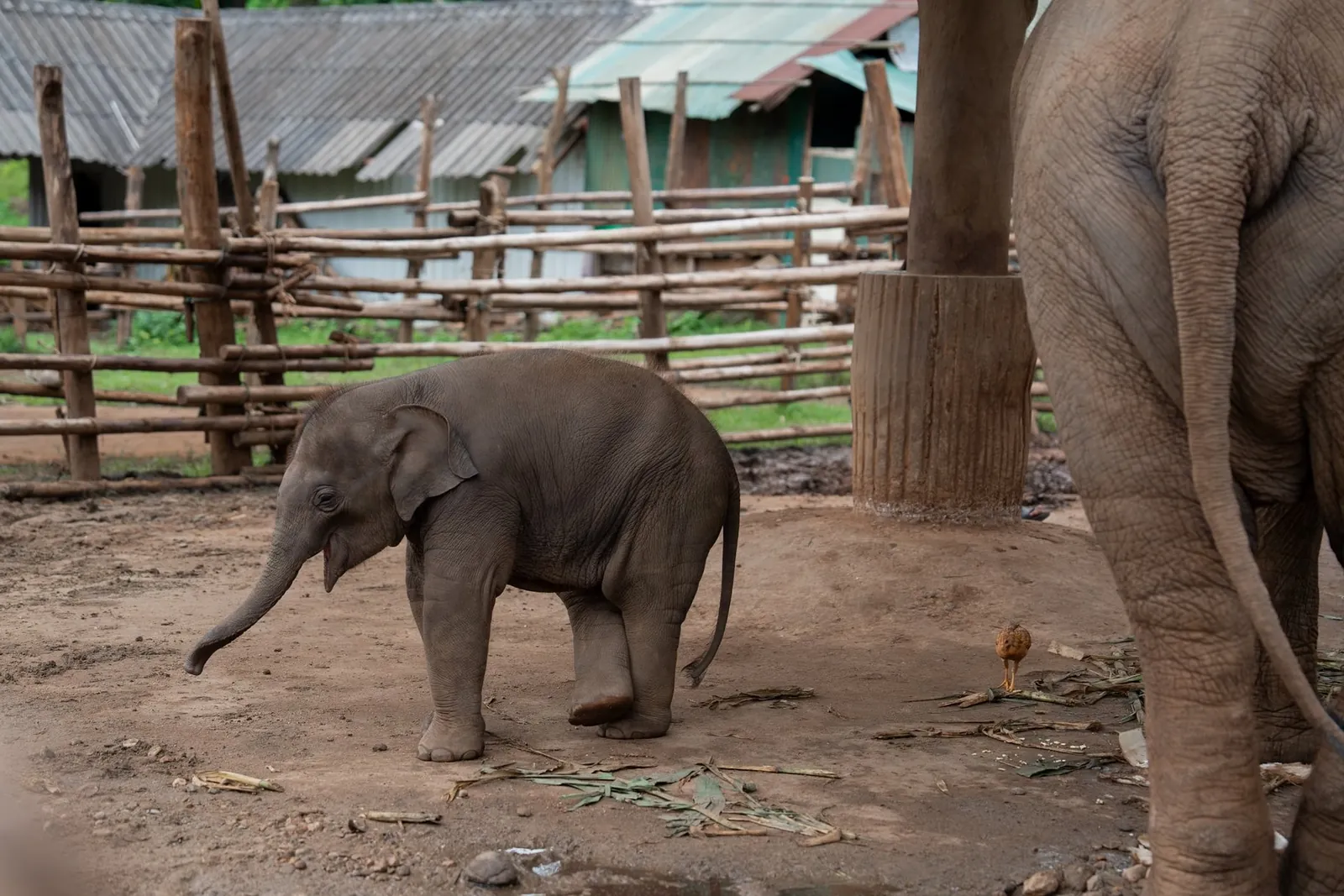 Elephant Guardians: Adopt an Elephant in Chiang Mai 9 Thong San reaching out his trunk in Chiang Mai, July 2026