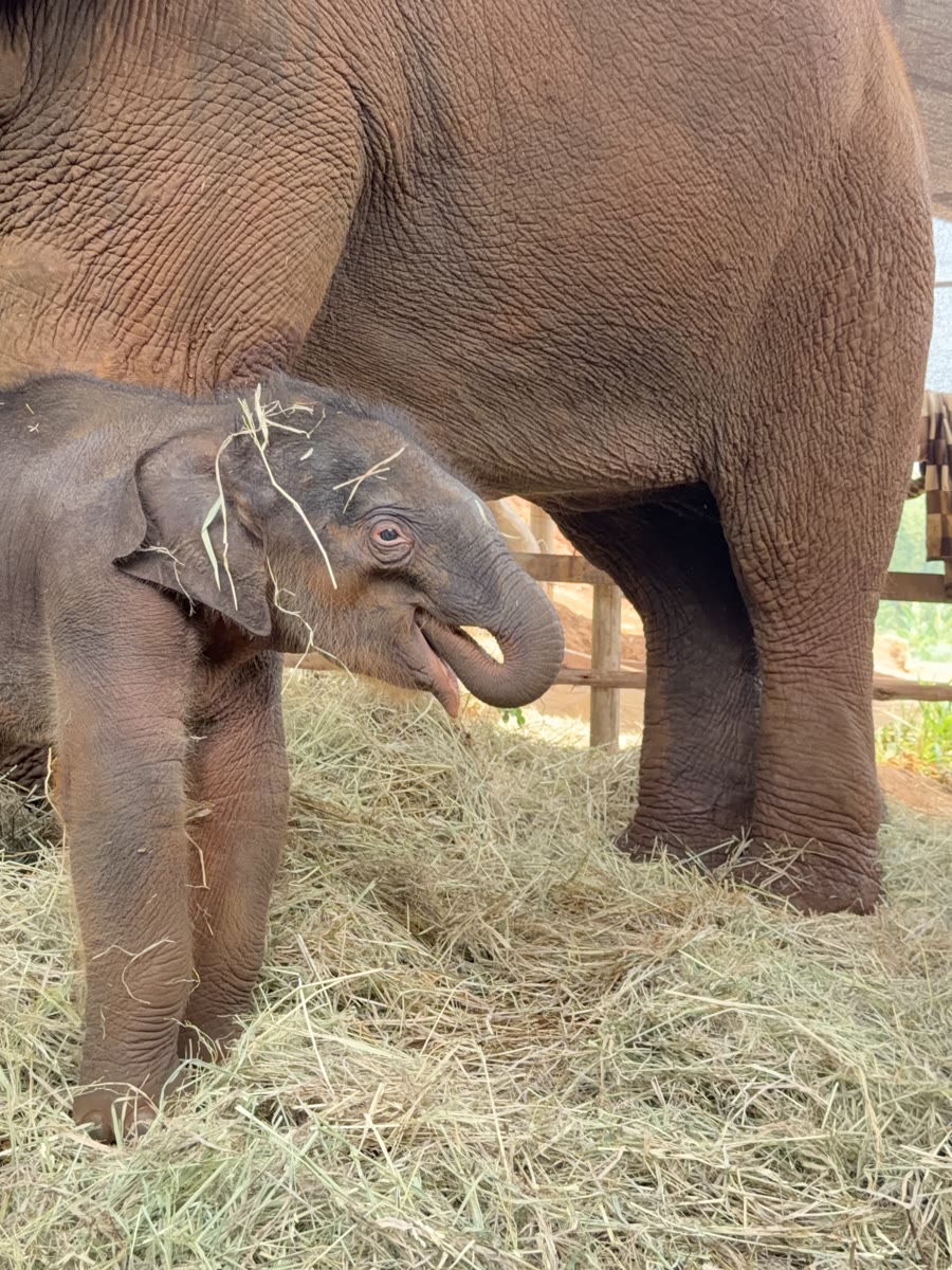 Newborn Thong San with hay on his head, beside his mother, the day after he was born