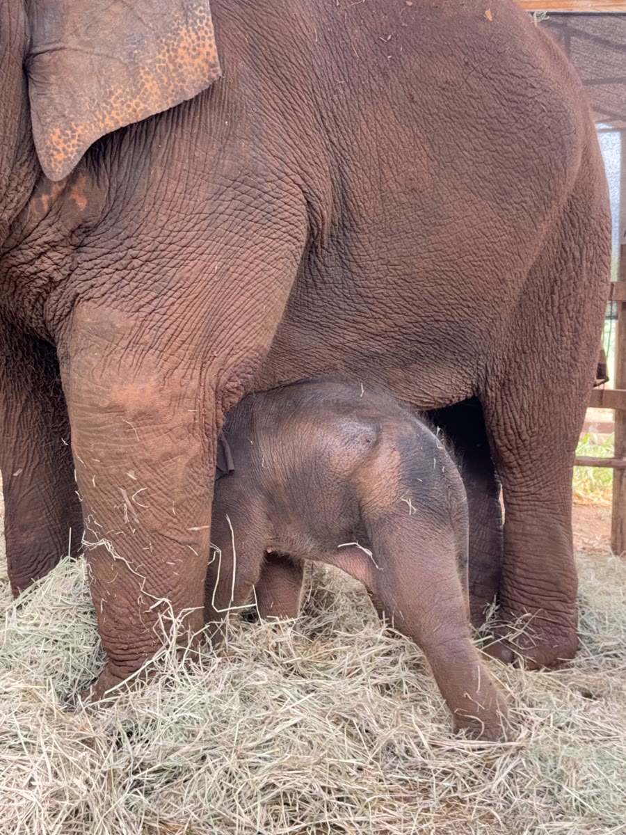 Baby elephant Thong San under his mother Moramor in Chiang Mai, the day after he was born